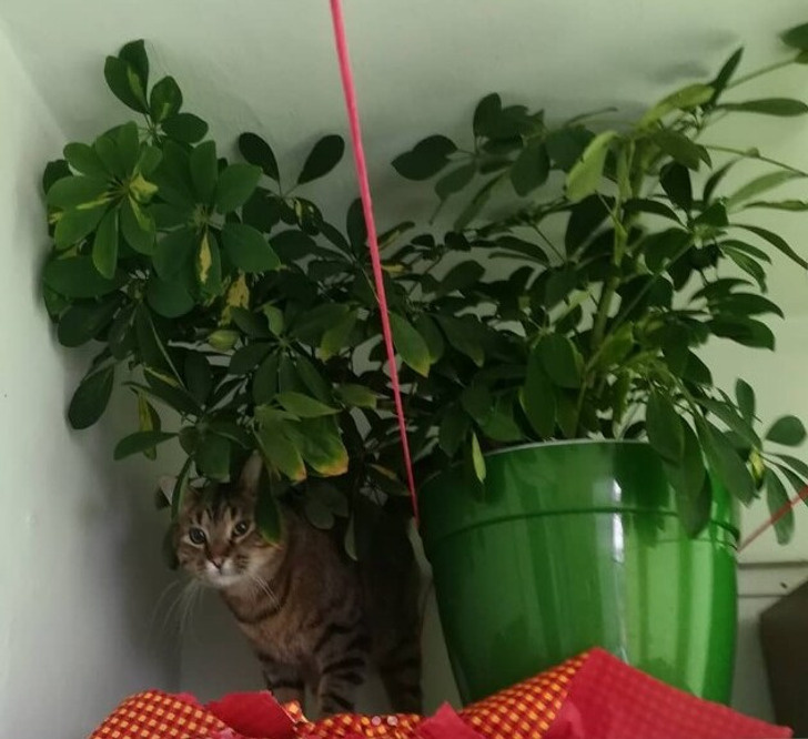 Фото автора 123 GO Like! Russian