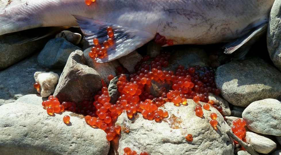 Почему наши деды раньше не ели красную икру, хотя рыбы лососевой было полно