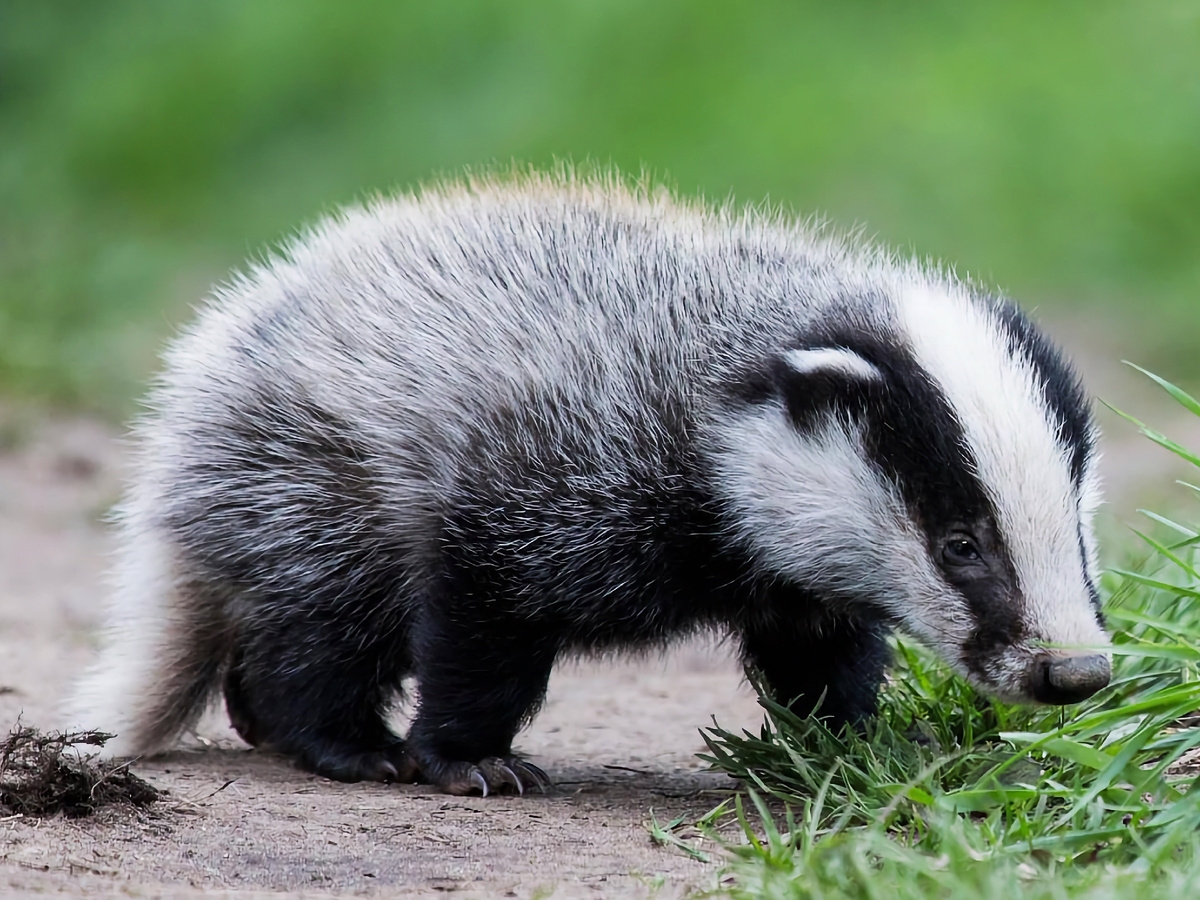 По данным зоолога Рози Вудрофф, 90% самок готовы к размножению! Но потомство в клане приносят лишь доминантные барышни. Остальные берут на себя роль «нянек».