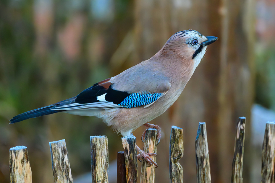    Patrick Pleul/dpa/Global Look Press