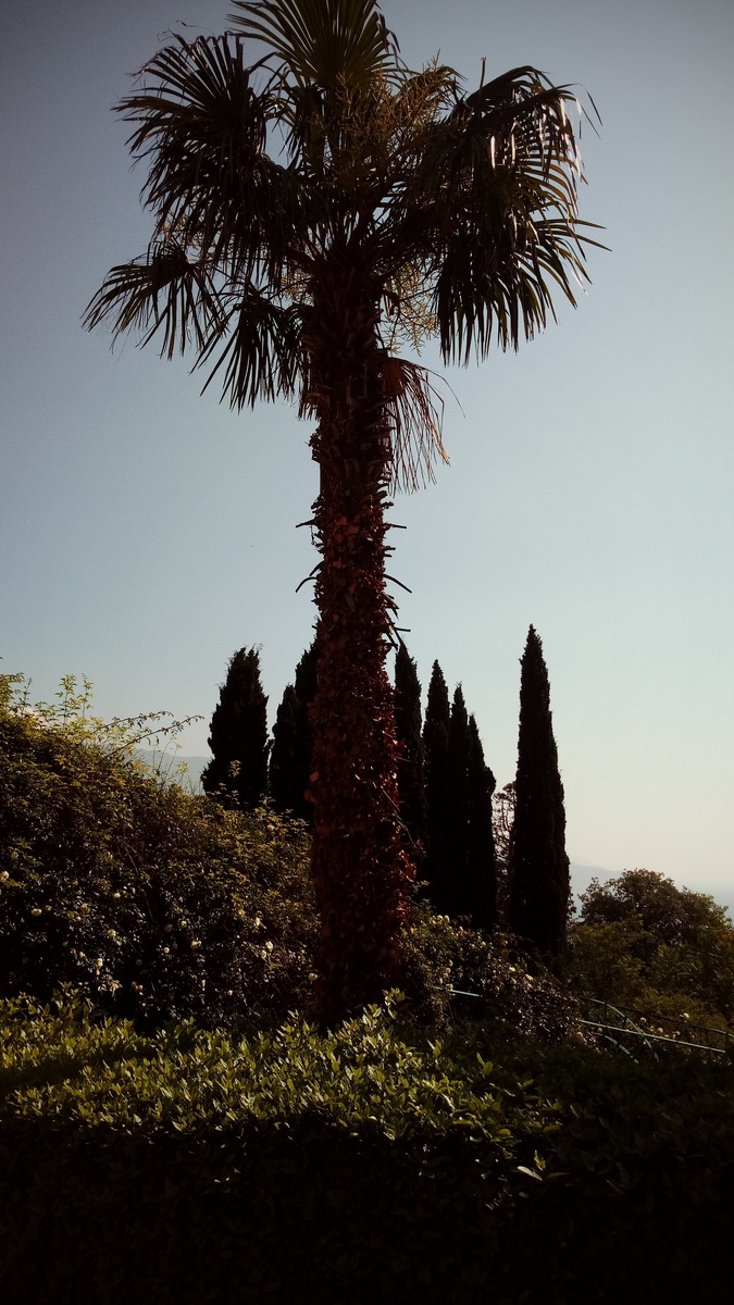 © Copyright: Ориби Каммпирр