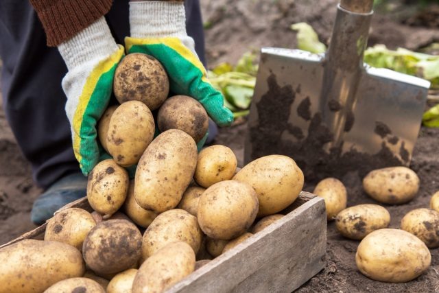 Картофель, которому доверяют — 9 самых надёжных и вкусных сортов