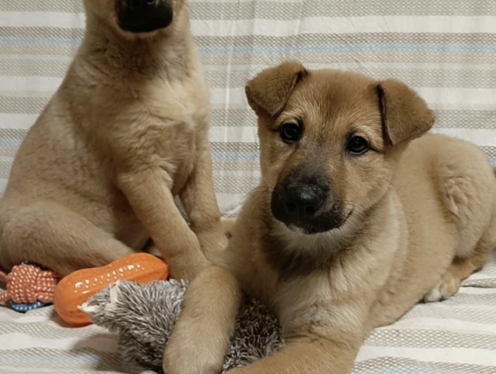 Новогоднее чудо для Никуси и Дарёны