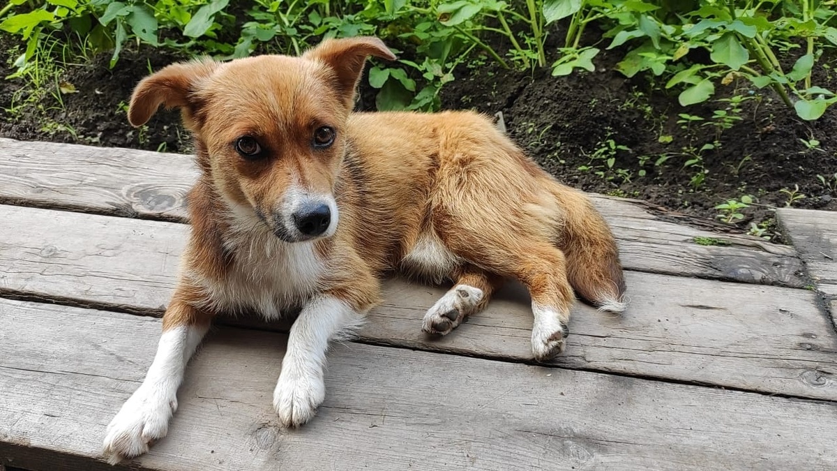 бездомная собака