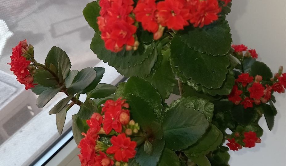 🌸 КАЛАНХОЭ СНОВА В ЦВЕТУ: Простой лайфхак с коробкой и чек-лист по уходу 🌸