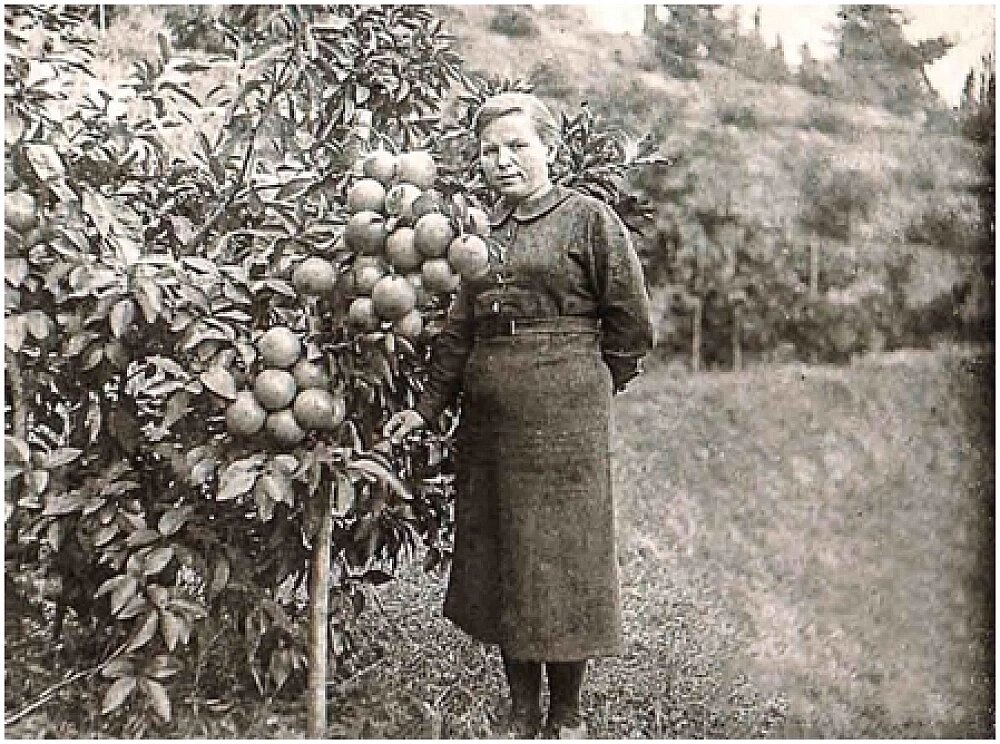    Селекционер Вера Клименко в Батумском ботаническом саду у выведенного ею сорта апельсинов. Фото: Никитский ботанический сад