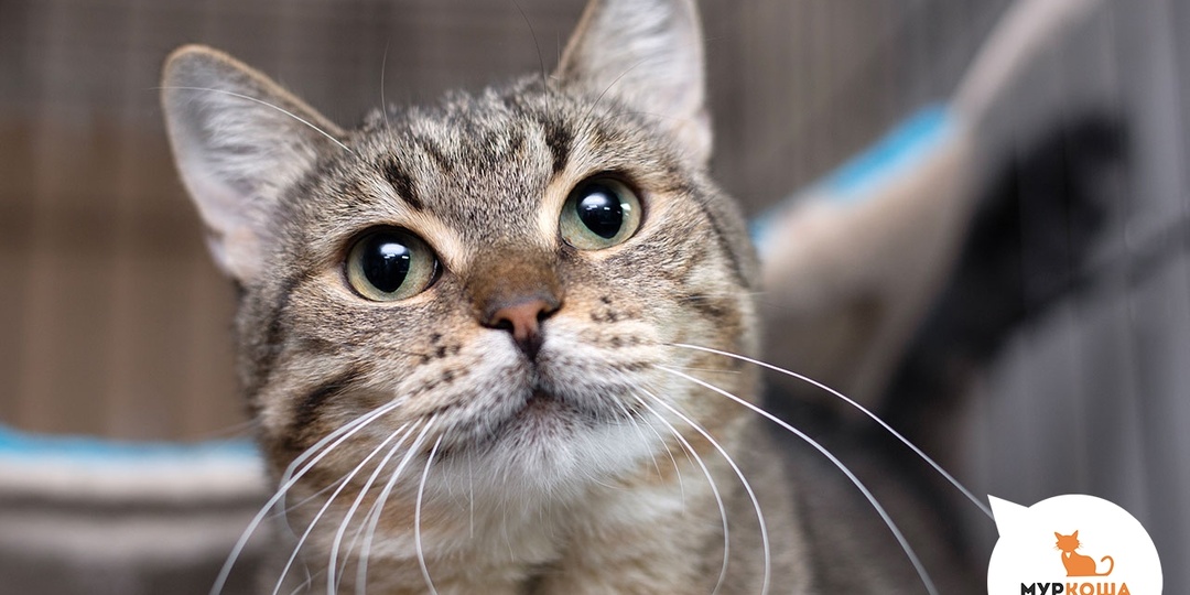 Нежные души в меховых шубках