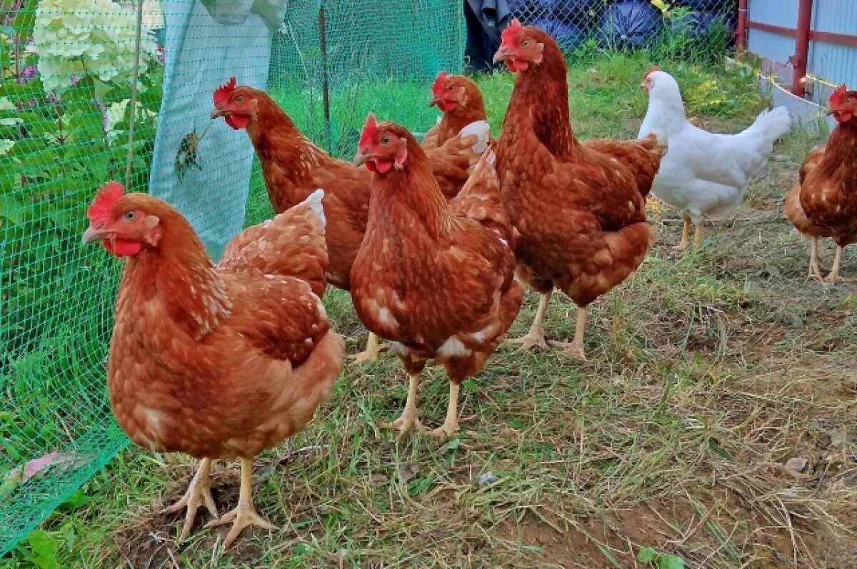    Томичам напомнили об обязательной регистрации домашнего скота и птицы