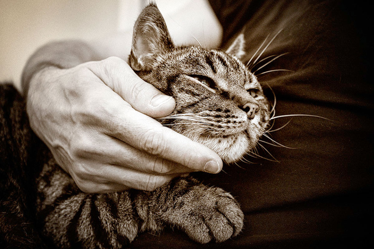 Партнёр становится внешним стабилизатором — «регуляторным объектом»