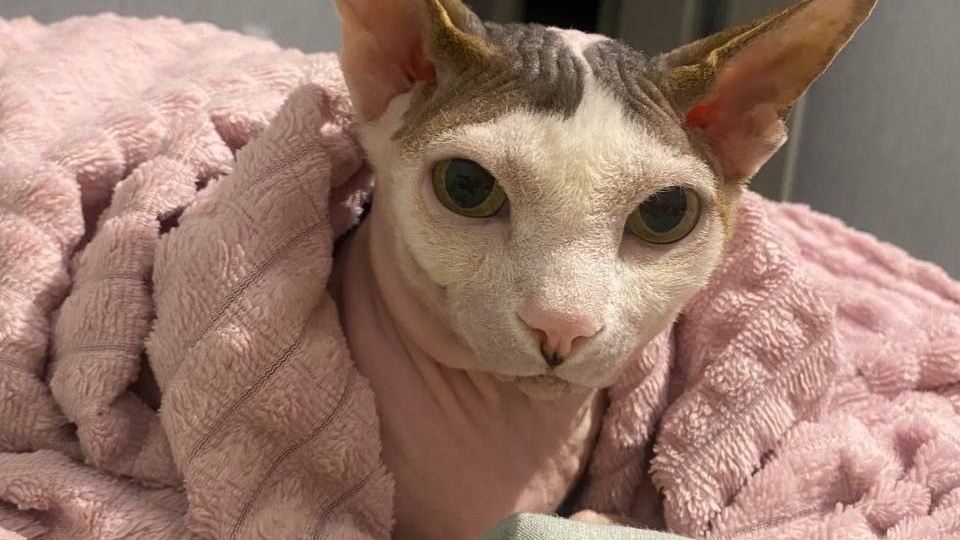 Из уличного кошмара в королевскую жизнь! Как дела у нашего Плюша?