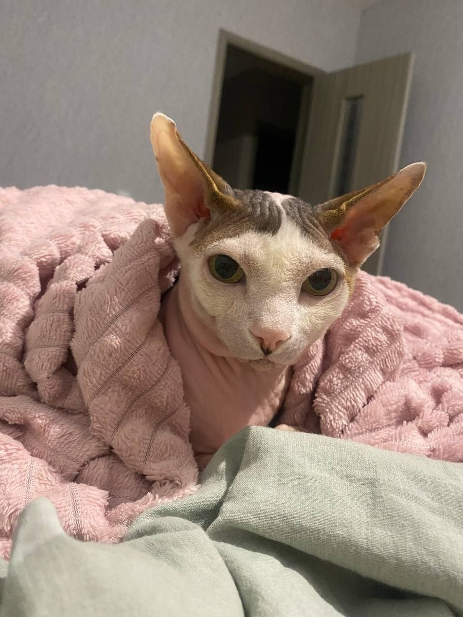 Плюша забрала прекрасная, заботливая семья, которая увидела в нём не "проблемного" кота, а самую ласковую душу!