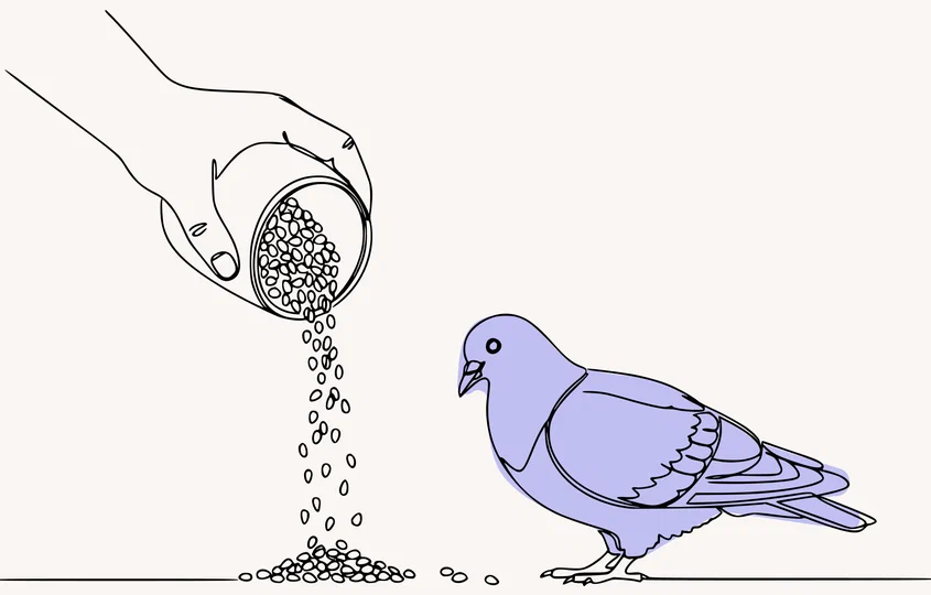 Голуби и закон: можно ли кормить птиц во дворе многоквартирного дома