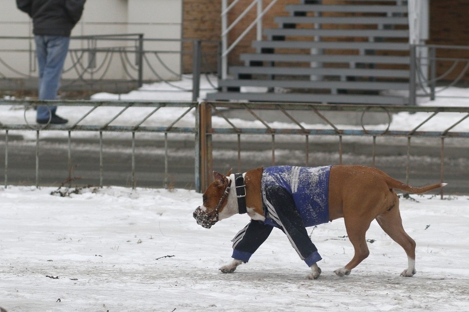    Красноярский зоопсихолог рассказал, как сделать пребывание на улице собаки комфортнее ЛЕНЦ Мария | Архив КП