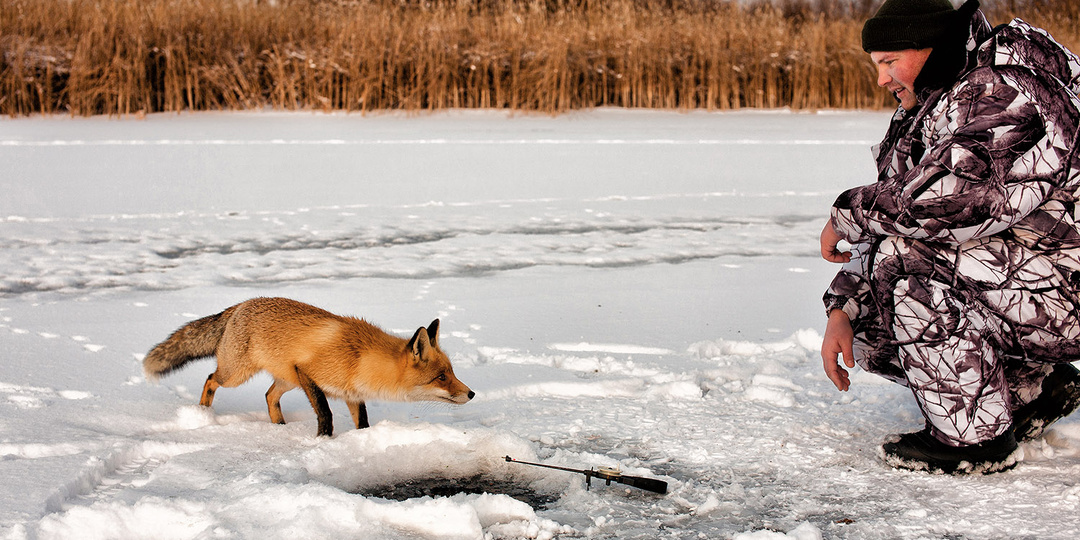 Лис вышел на лёд и заговорил на человеческом языке