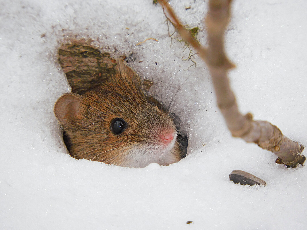 А понятно, что норушка - от слова "норка"?