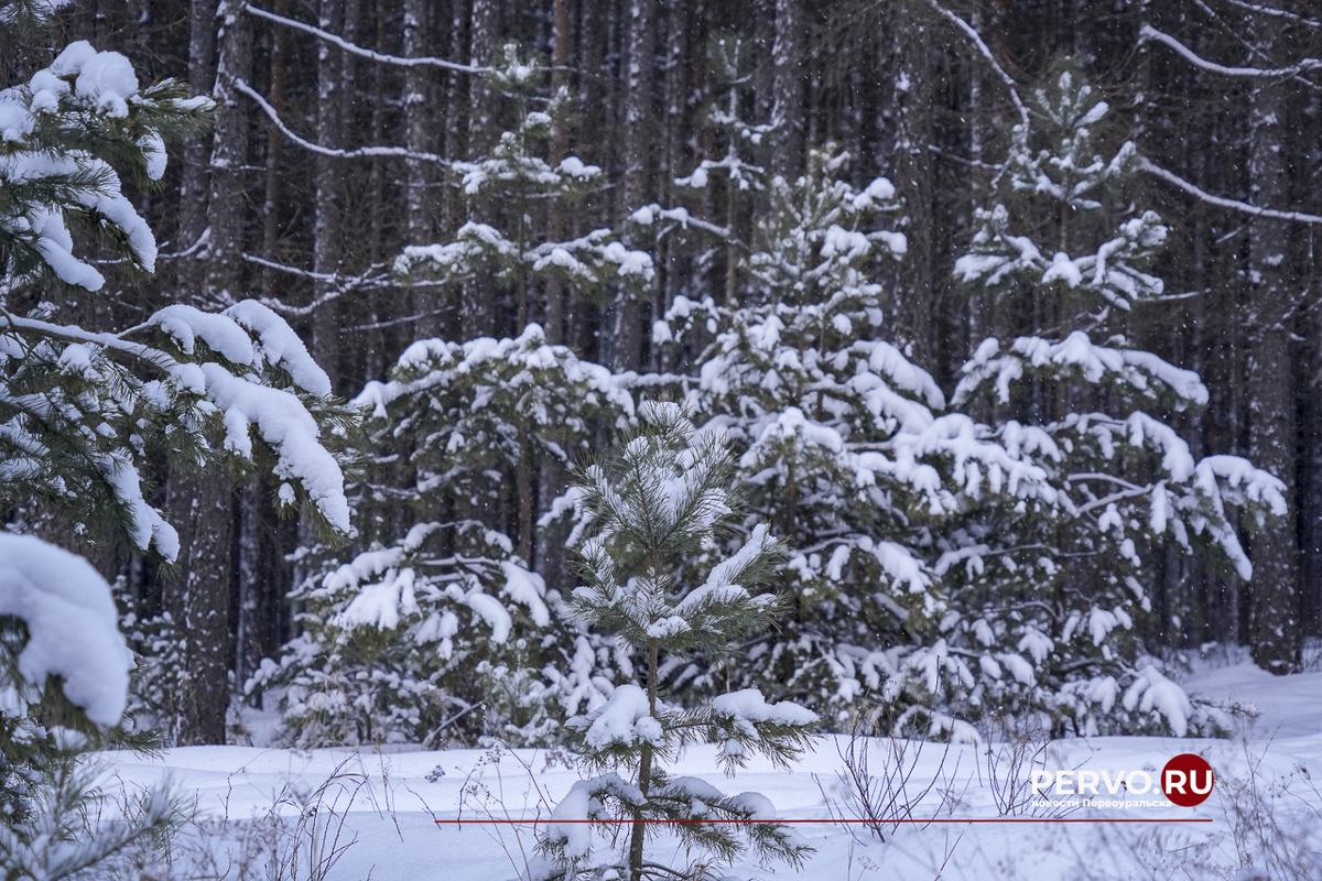 Фото Кравчук Максим / www.pervo.ru