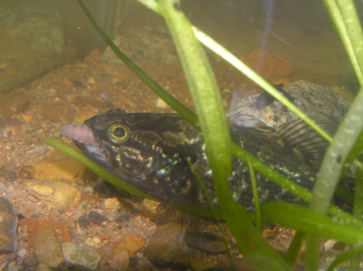 Ротан в аквариуме