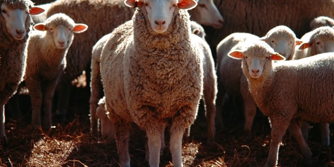 В хозяйстве Сладковского района выявили нарушения ветеринарных требований