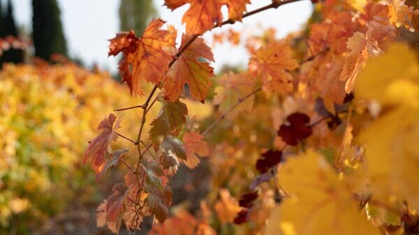    © РИА Новости Крым