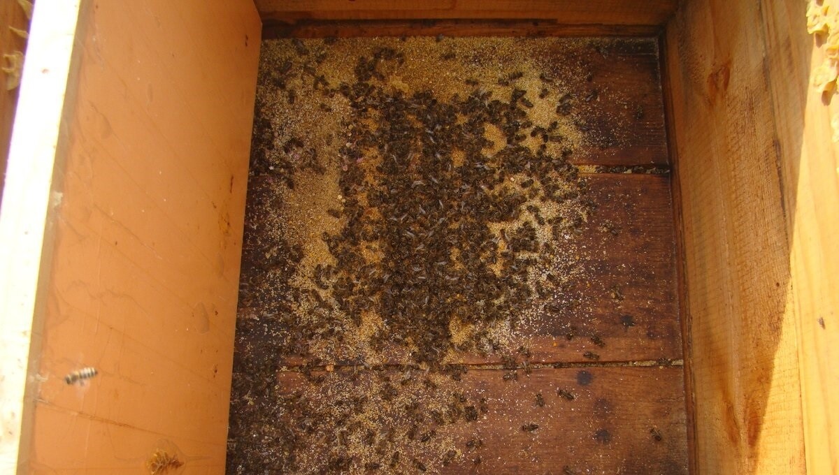 Подмор за зиму