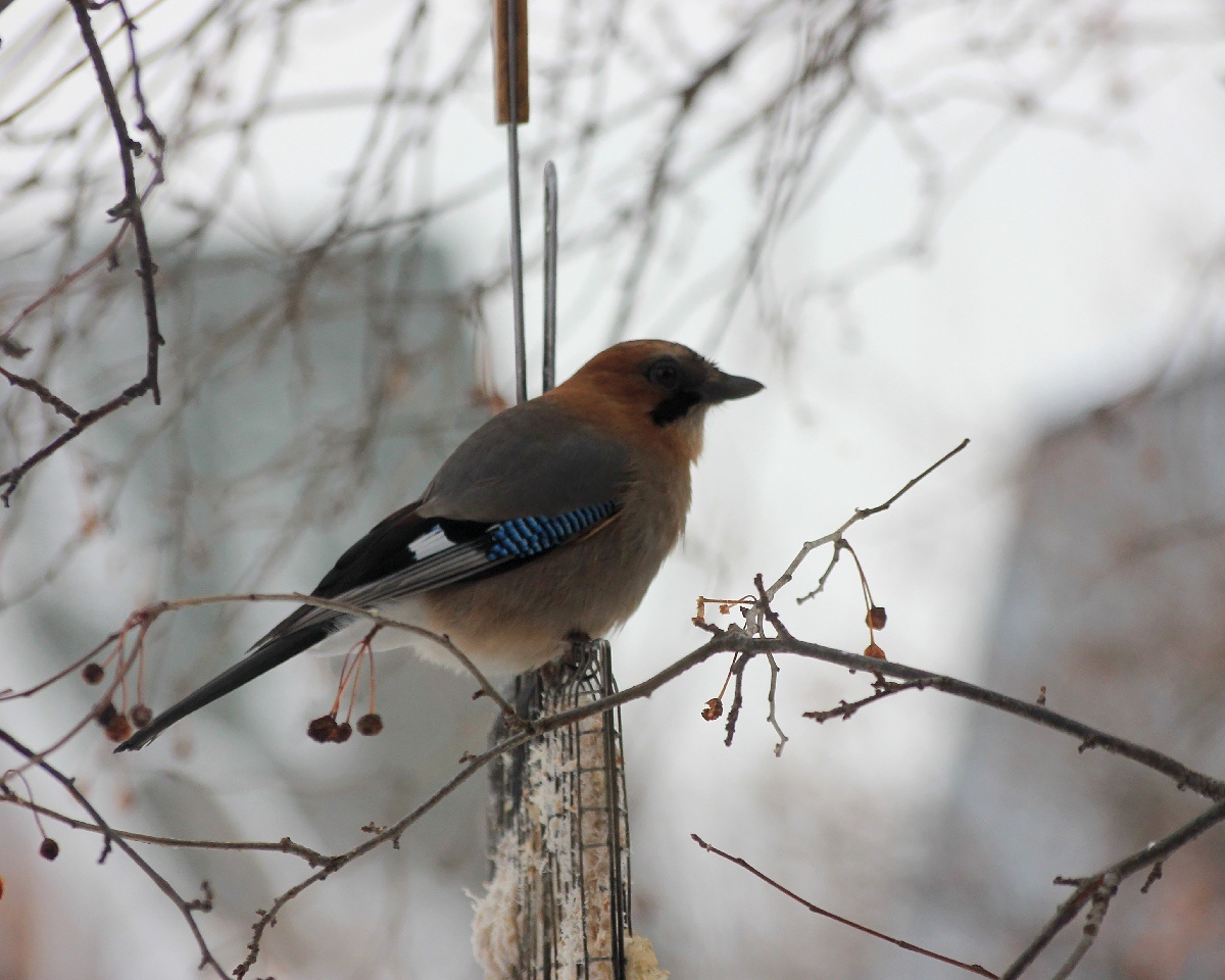 Сойки к нам прилетают частенько, но на кормушке их я не видела, уж очень они осторожны и пугливы. А эта, видимо, убедилась, что ничего ей не угрожает, прогнала кукшу и уселась обедать сама.
4.12.2019г.
