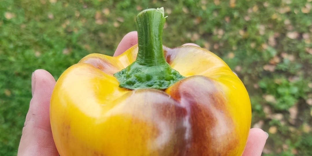 Перец «Млечный путь» (Milky Way)