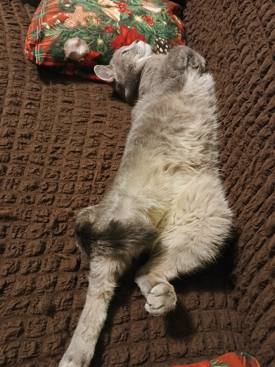 Только утром чистый чехол на диван надела, пора снова наносить слой шерсти