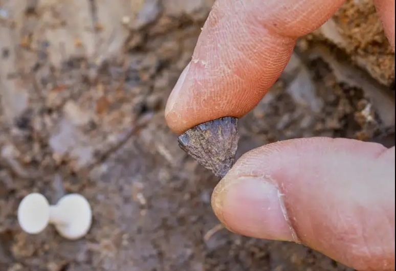 Первый фрагмент железного купороса был обнаружен в 2017 году в Барнхэме, графство Саффолк, Англия. Фото: Джордан Мэнсфилд/ Pathways to Ancient Britain Project через AP.