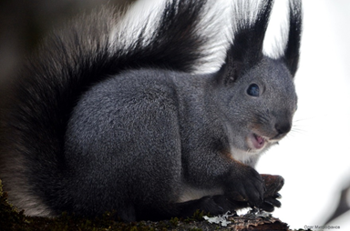 Фото из Интернета  Белка приморская популяция