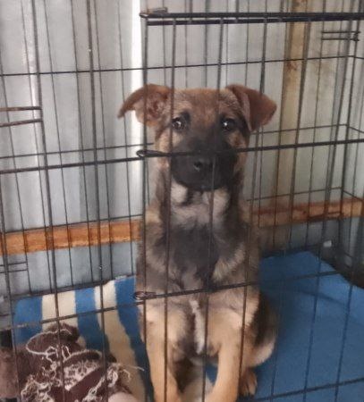 Щенки в приюте растут, их кормить нужно каждый день