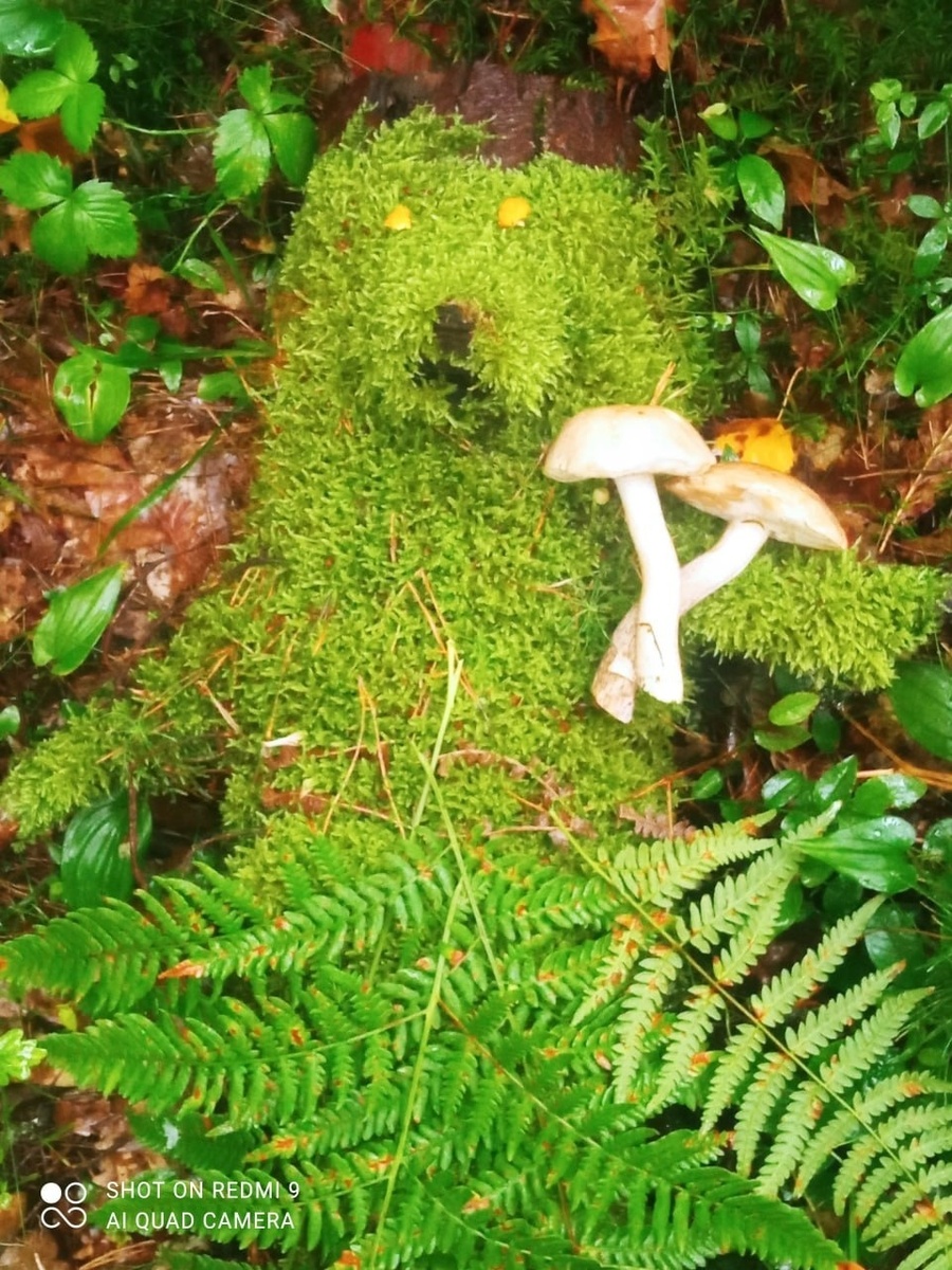 Моховая медведица с букетом грибов