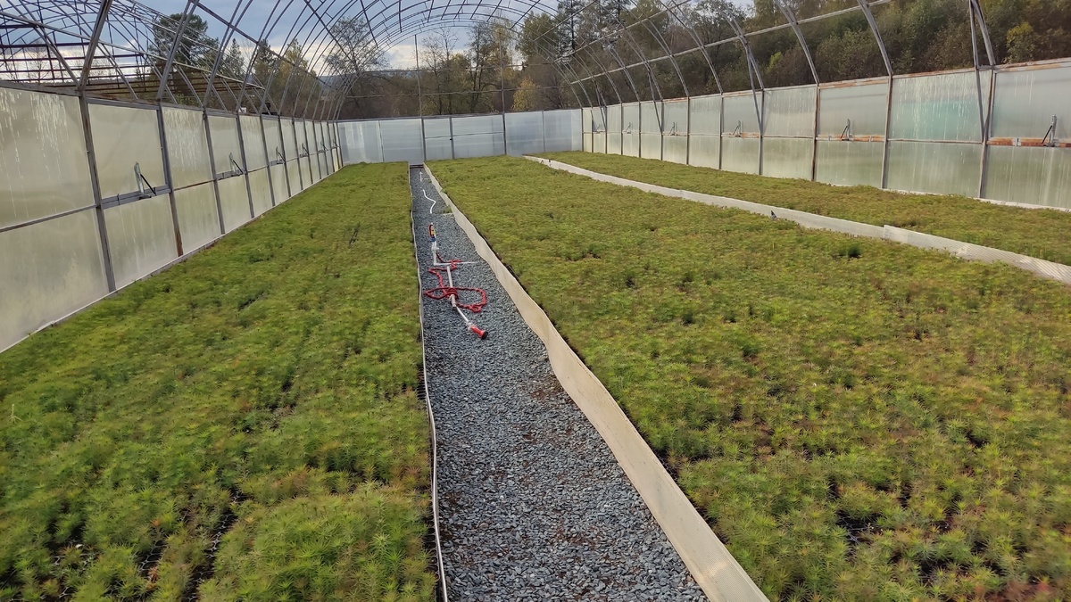     Заманса теплица комплексын төҙөйәсәктәр