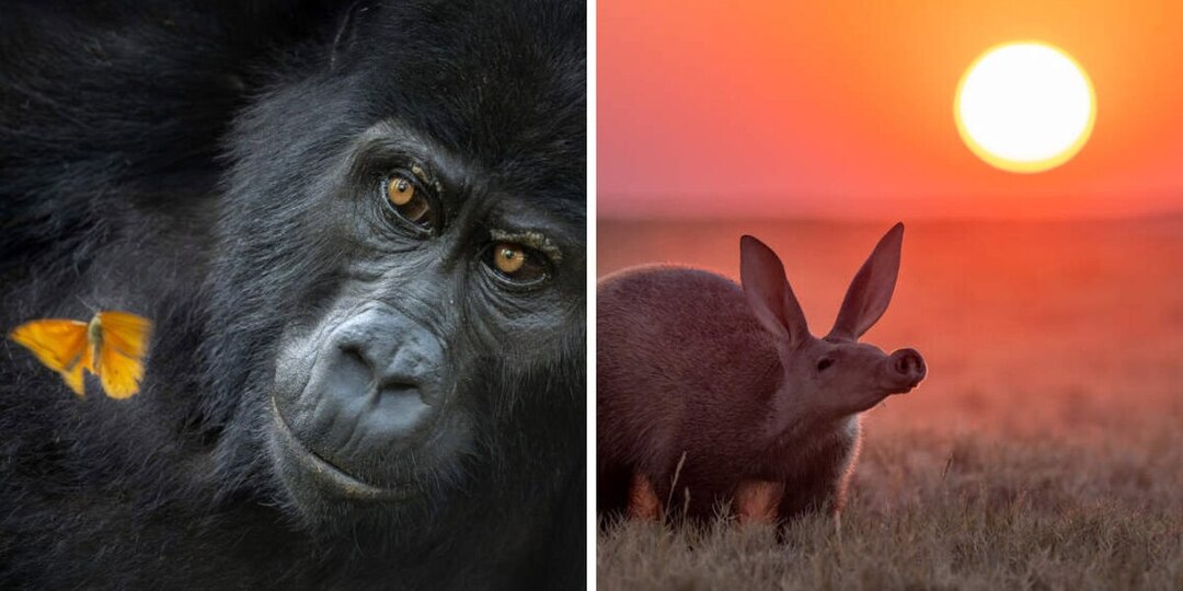 Горилла встретила бабочку, а фотограф — своё счастье: победители конкурса Nature Photographer 2025