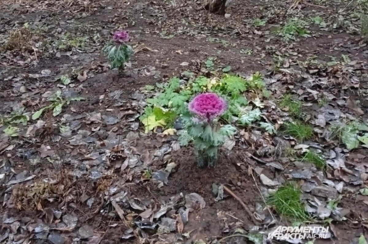    Опаздывает на месяц.