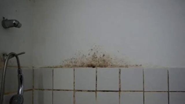 Плесень в ванной