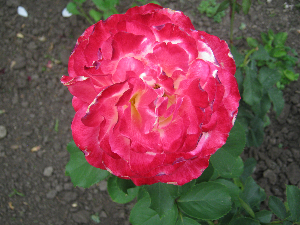 Роза, фото автора