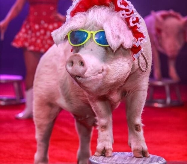 Дрессированная свинья в цирке "Флора", фото отсюда https://www.stlpr.org/