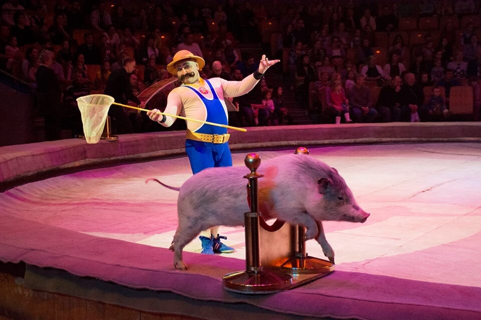 Клоун Сергей Гульченко с дрессированной свиньей, фото отсюда https://vomske.ru/