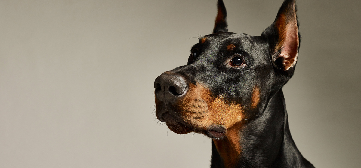 В этом взгляде — интеллект профессора и преданность лучшего друга.