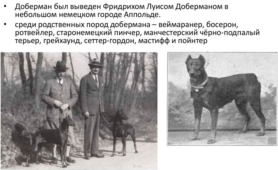 Луис Доберманн и его верный защитник на улицах Апольды.