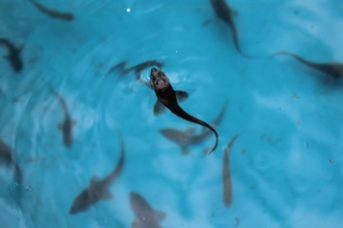    В 2025 году в реки Томской области выпустили 1,2 млн мальков осетра и сига