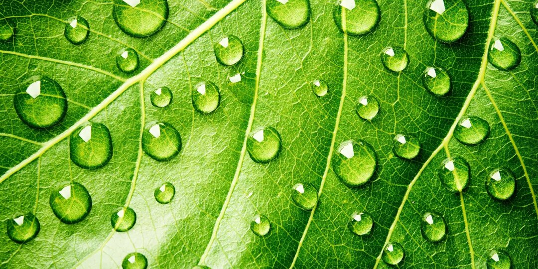 Усиление листового питания и предпосевных обработок: новый виток в вопросах питания растений (Амицид Фермент Био)