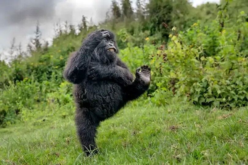    Фото: The Comedy Wildlife Photography Awards / Mark Meth Cohn