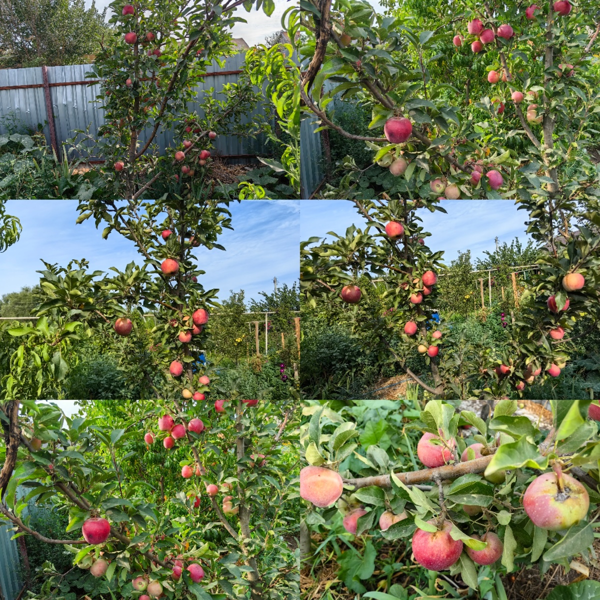  Червоточины от яблонной плодожорки на яблонях. Фото Натальи Мироновой