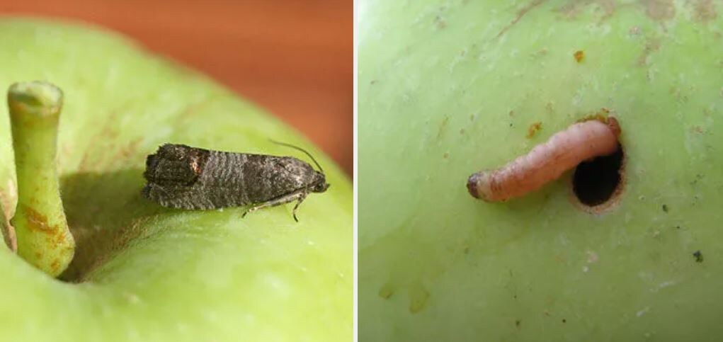 Фото бабачки  и  гусеницы яблонной плодожорки: https://www.agrovista.ru/vrediteli-plodovykh-i-yagodnykh-kultur/image/yablonnaya-plodozhorka