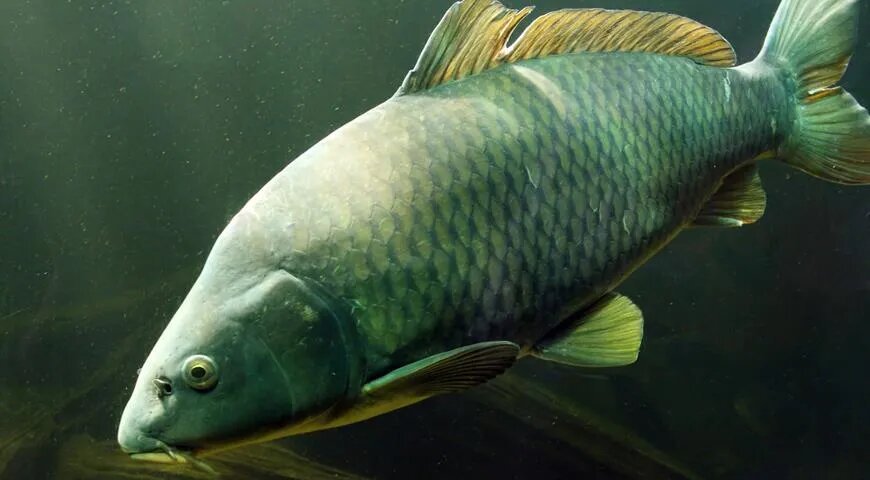 Знакомьтесь: речной интеллектуал собственной персоной.