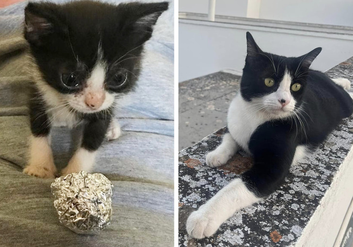 20+ котиков, которым улыбнулась удача в виде заботливого человека