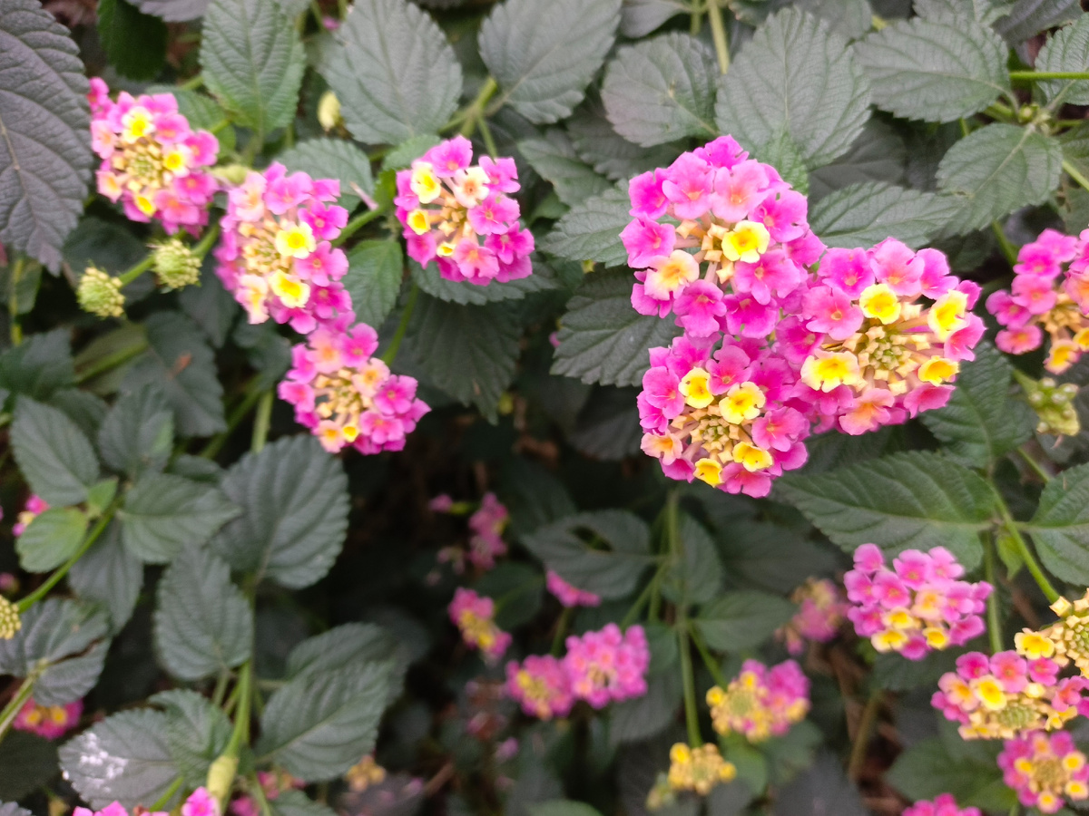 Адлер, Лантана «Pink Queen» — сорт лантаны, у которого бутоны жёлтого цвета с розоватым оттенком, а цветки — розово-малинового цвета. Ноябрь 2025 года