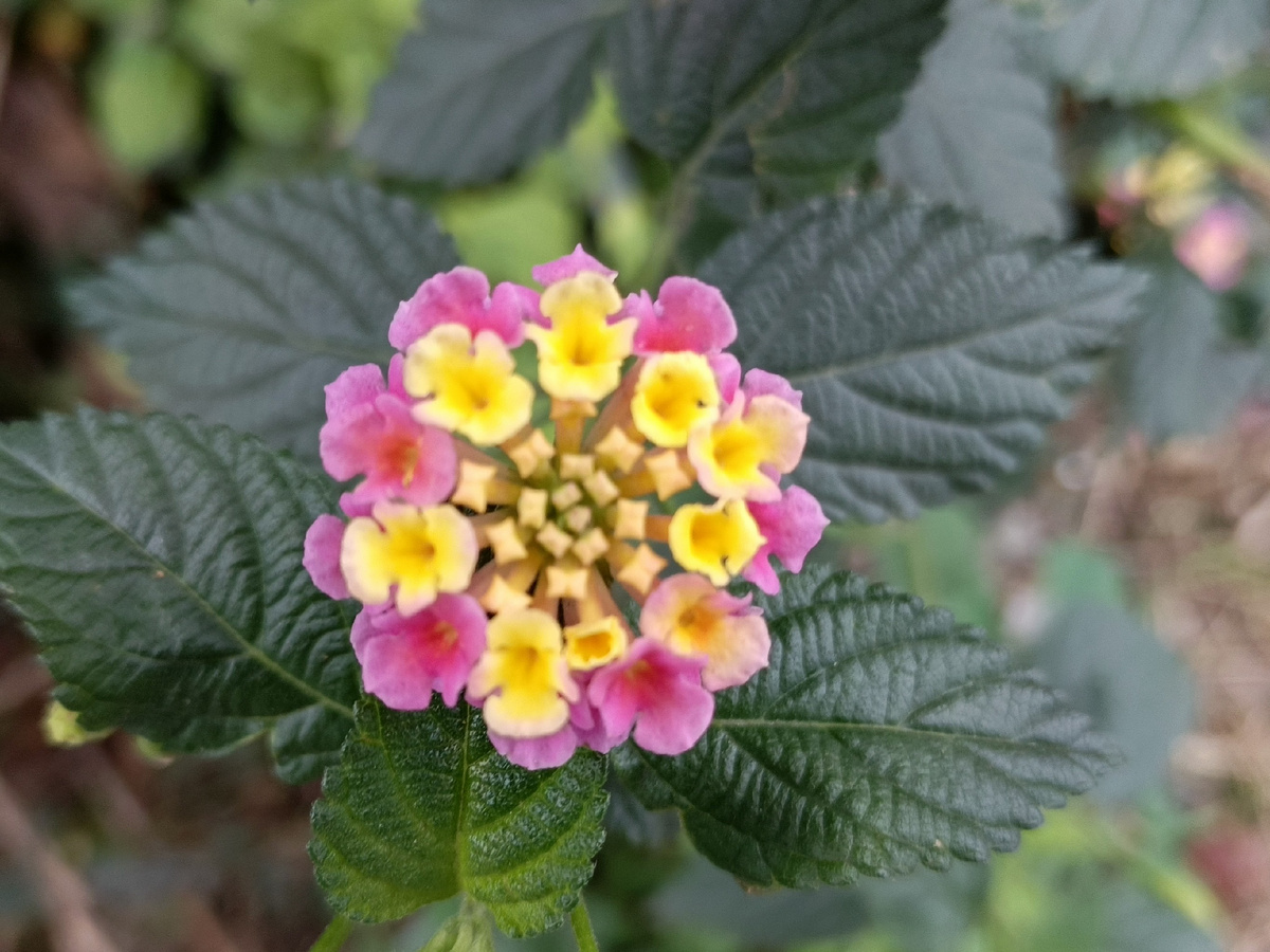 Адлер, Лантана «Pink Queen» — сорт лантаны, у которого бутоны жёлтого цвета с розоватым оттенком, а цветки — розово-малинового цвета. Ноябрь 2025 года