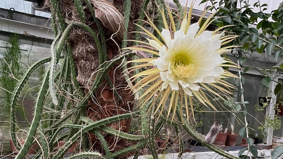 Цветение Selenicereus grandiflorus в оранжерее Ботанического сада Санкт-Петербургского государственного университета